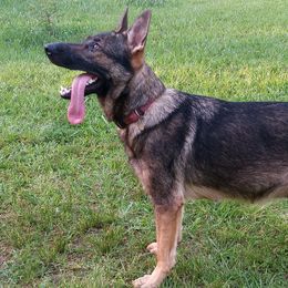 Bloodhounds and German Shepherds from Tousek Farms