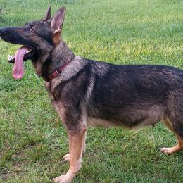 Bloodhounds and German Shepherds from Tousek Farms