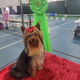 Rolland - Yorkshire Terrier