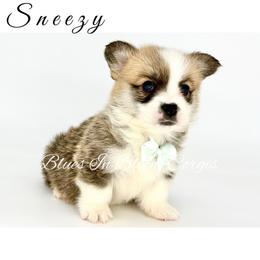 Sneezy - Red male Pembroke Welsh Corgi puppy in Powhatan, Virginia from Blues In Bloom Corgis