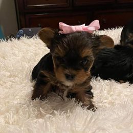 Yorkshire Terriers from Idaho Yorkie’s