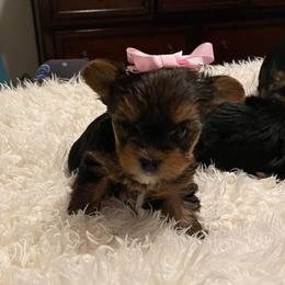 Yorkshire Terriers from Idaho Yorkie’s