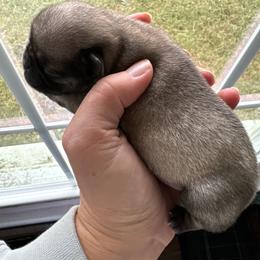 Bobby Jr. - Fawn male Pug puppy in Hanover, Virginia from Pure Pugs