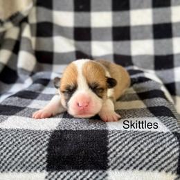 Skittles - Red female Pembroke Welsh Corgi puppy in Waverly, Iowa from Kindred Corgis