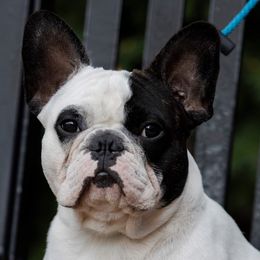 Petey - French Bulldog