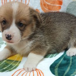 Pembroke Welsh Corgi Puppies from Episode Corgis