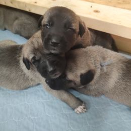 Anatolian Shepherd Dog Puppies from Harris' Anatolian Livestock Guardian Dogs