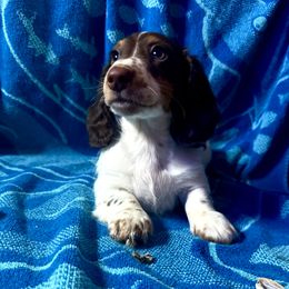Hank - Piebald male Dachshund puppy in Covington, Kentucky from K&L Dachshunds