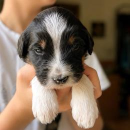 Nirvana - Tri-color female Bernedoodle puppy in Little Rock, Arkansas from Darlin’s Doodles