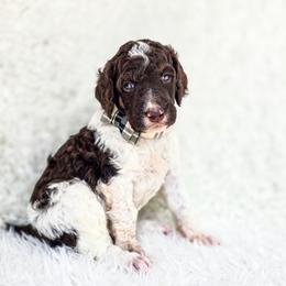Nebo - Parti male Poodle puppy in Gaylord, Michigan from Dog Mom Co. Poodles