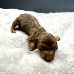 AKC Coco - Chocolate and tan female Dachshund puppy in Laveen, Arizona from Acosta Kennels