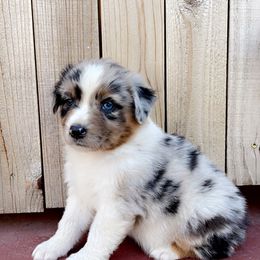 Girl 2 - Blue merle Australian Shepherd puppy in Chino, California from RanchLand Aussies HC