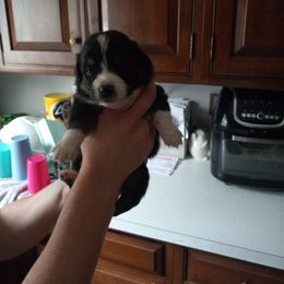 Australian Shepherd Puppies from Melick Kennels