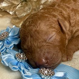 Aspen - Red  male Poodle puppy in Lakeland, Florida from Gulfside Poodles