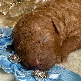 Aspen - Red  male Poodle puppy in Lakeland, Florida from Gulfside Poodles