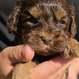 Cocoa - Brown and tan female Cockapoo puppy in Indiahoma, Oklahoma from Phamily Doodles