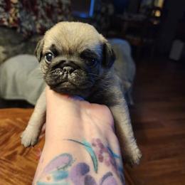 Fawn girl puppy 4 - Fawn female Pug puppy in Tacoma, Washington from Precious Princess Pugs