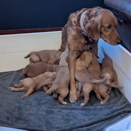 Golden Retriever Puppies from Floden Farm Golden Retrievers