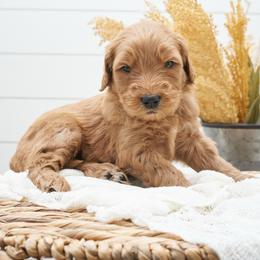Kovu - Red Collar - Apricot male Goldendoodle puppy in Arlington, Washington from Anderson Goldendoodles