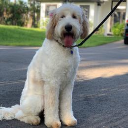 Goldendoodles and Poodles from My perfect doodle