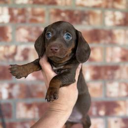 Jesse James - Chocolate male Dachshund puppy in Deming, New Mexico from FoxieDoxies of New Mexico