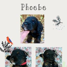 Phoebe - Tri-color female Bernedoodle puppy in Chattanooga, Tennessee from Scenic City Doodles