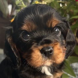 Buster - Black and tan male Cavalier King Charles Spaniel puppy in Mc Louth, Kansas from Harmony Valley Cavaliers & Havanese