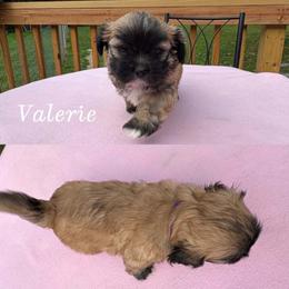 Valerie - Red gold female Lhasa Apso puppy in Cincinnati, Ohio from Shangri-La Lhasa Apsos