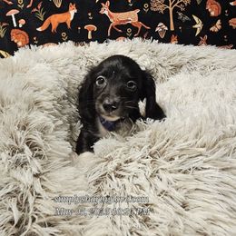 Sorin - Black Dachshund puppy in Willard, Utah from Simply Sharing Love