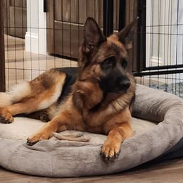 Dixie - German Shepherd