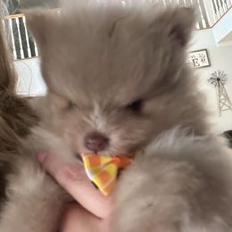 Titan - Beaver male Pomeranian puppy in Randleman, North Carolina from Luxurious Poms