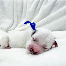 Moon Shoes - White and black male Dalmatian puppy in Gray, Georgia from Fuller Spots