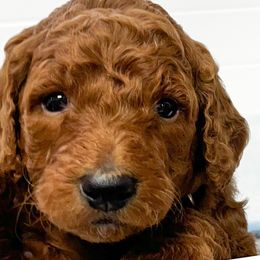 Poodles from Yellow Dog Farm