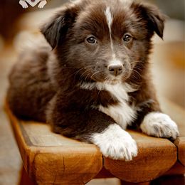 Chapel - Black & white female Australian Shepherd puppy in Buena Vista, Colorado from Wigglebutts Unlimited