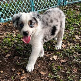 Boy 5 - Blue merle male Australian Shepherd puppy in Lakeland, Florida from Infinite Aussies