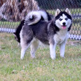 Meka - Pomsky