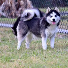 Meka - Pomsky