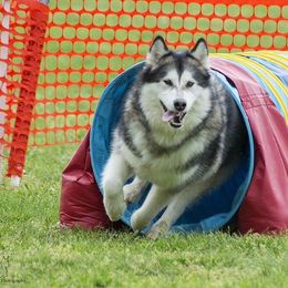 Alaskan Malamutes from Wild Night Alaskan Malamutes