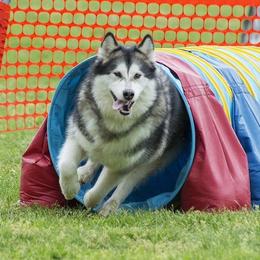 Alaskan Malamutes from Wild Night Alaskan Malamutes