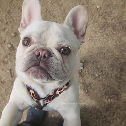 Boy 2 - Cream French Bulldog puppy in Ventura County, California from Tubby Frenchies