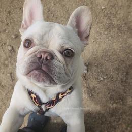 Boy 2 - Cream French Bulldog puppy in Ventura County, California from Tubby Frenchies