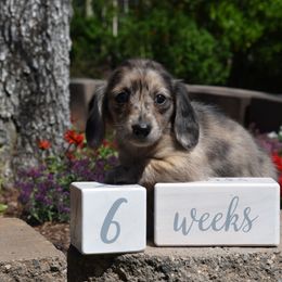 Roxee - Cream female Dachshund puppy in Valley Springs, California from Renberg's Elite Dachshunds
