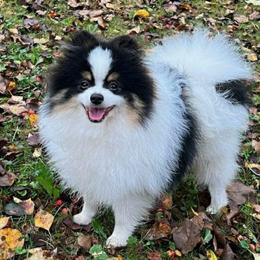 Charlie Boy - Tri-colored male Pomeranian puppy in Burton, Michigan from Ranger's Pomeranians
