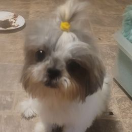 Alivea - Shih Tzu