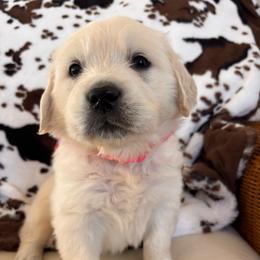 Pink (3500) - Light golden female Golden Retriever puppy in Pahrump, Nevada from Southern Nevada Goldens