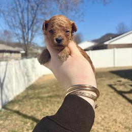 Lennox - Red  male Poodle puppy in Morehead, Kentucky from Paw Perfect Pets