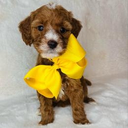 Yellow Collar - Red  female Goldendoodle puppy in Miami, Florida from GoldStar Doodles USA