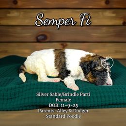 Semper Fi - Parti female Poodle puppy in Pink Hill, North Carolina from Boodle's Standard Poodles