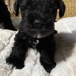 Brock's Miniature Schnauzer - Black female Miniature Schnauzer puppy in Greensburg, Louisiana from Brock’s  Miniature Schnauzers