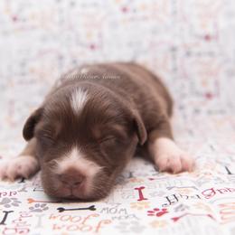 Hudson - Red tri-color male Australian Shepherd puppy in Lacombe, Louisiana from Indigo River Aussies